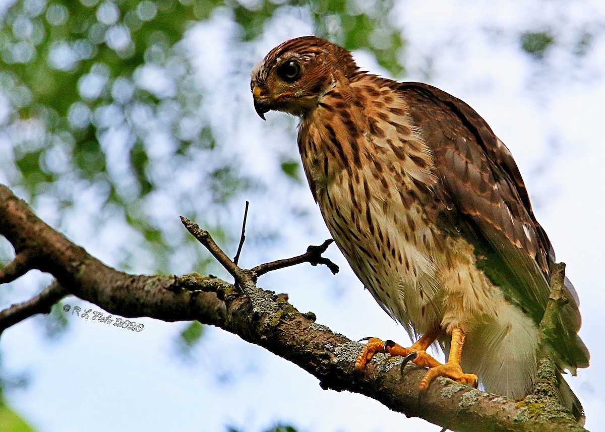 Cooper's Hawk - ML247713651