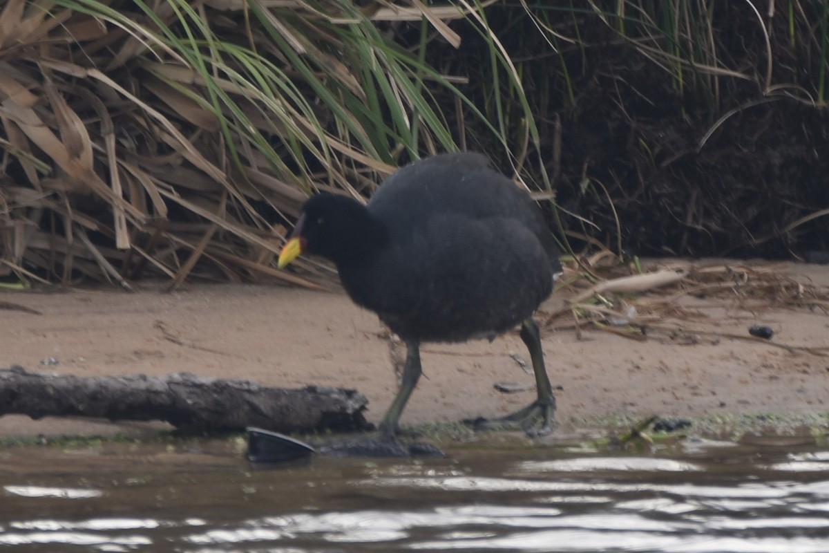 Red-fronted Coot - ML247715061