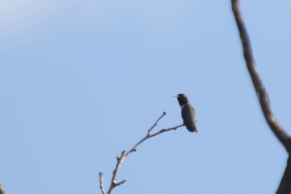 Black-chinned Hummingbird - ML247715211