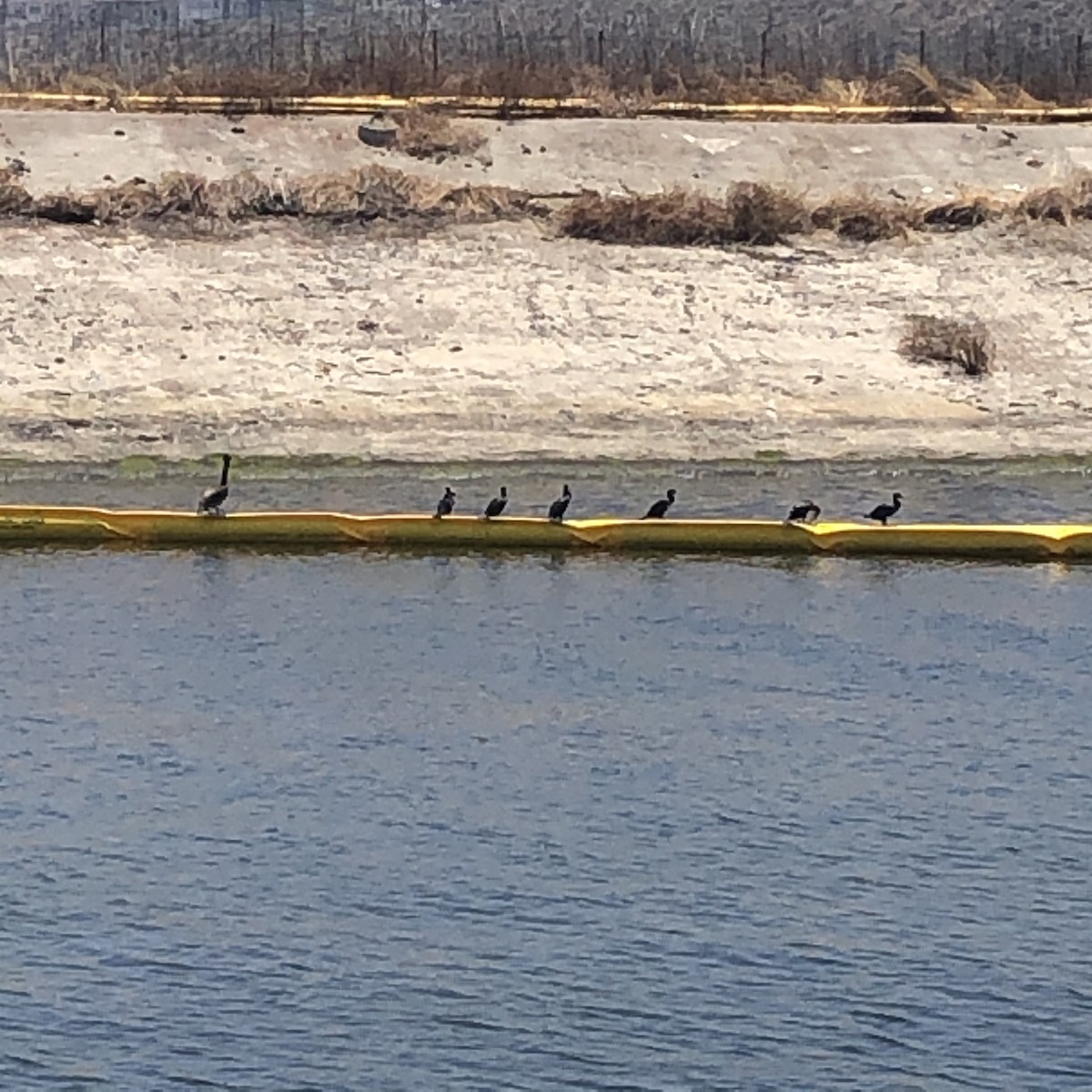 Brown Pelican - ML247717381