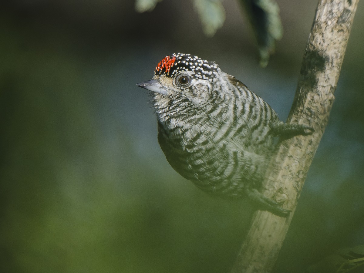 White-barred Piculet - ML247717581