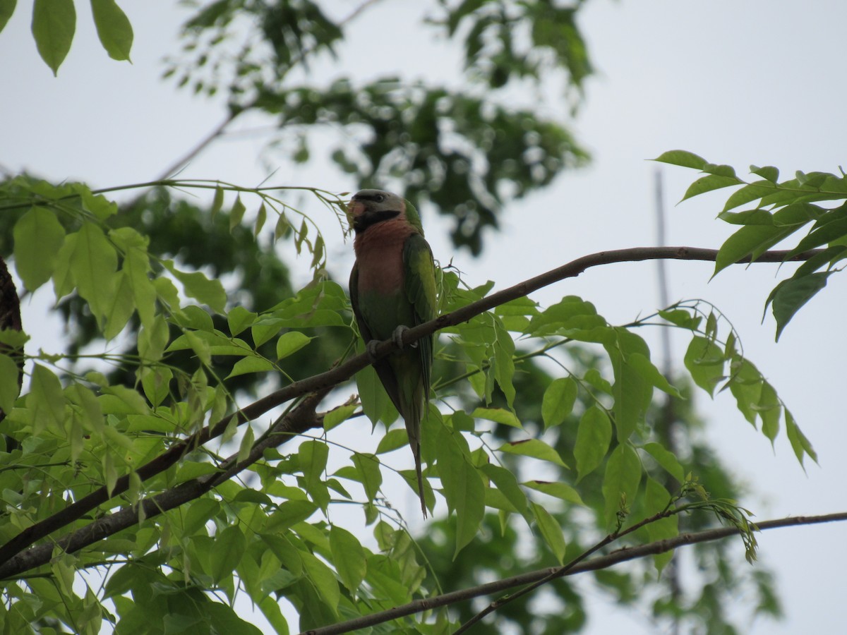 Red-breasted Parakeet - ML247719061