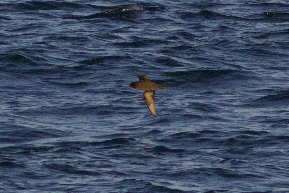 Short-tailed Shearwater - ML247720301