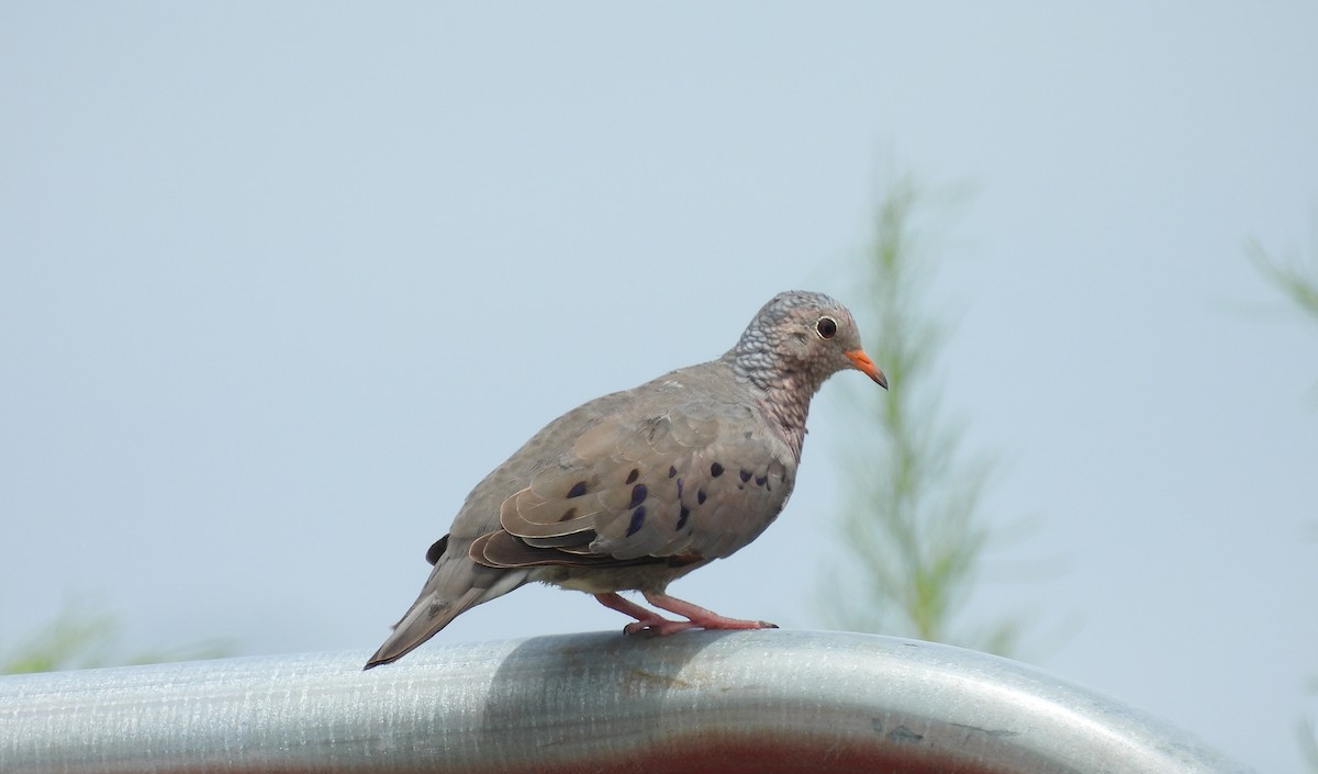 Common Ground Dove - Carly Wainwright