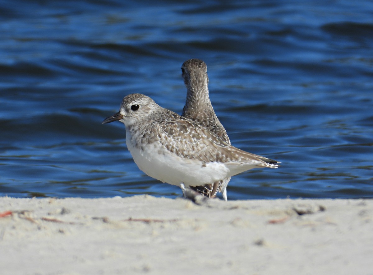 Black-bellied Plover - Chris Burwell