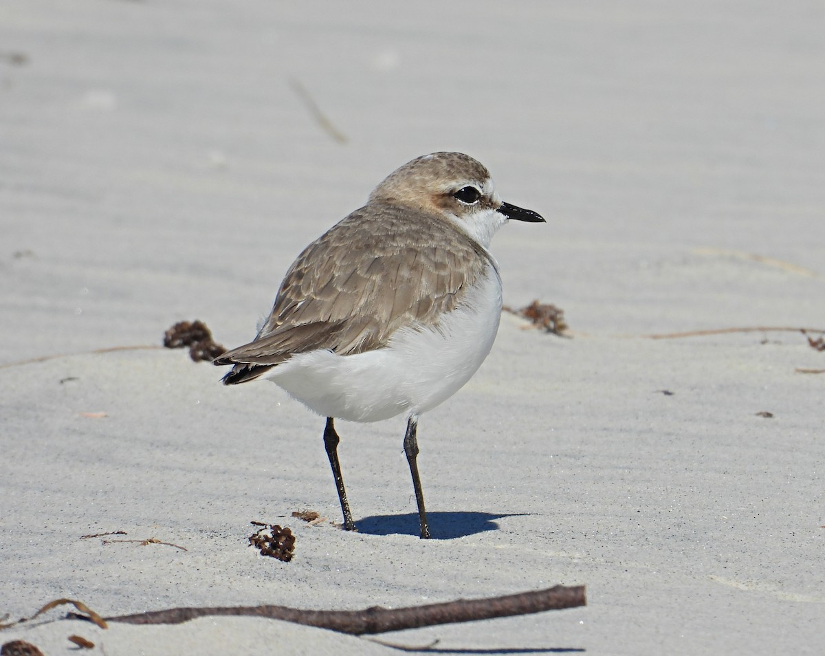 Red-capped Plover - Chris Burwell
