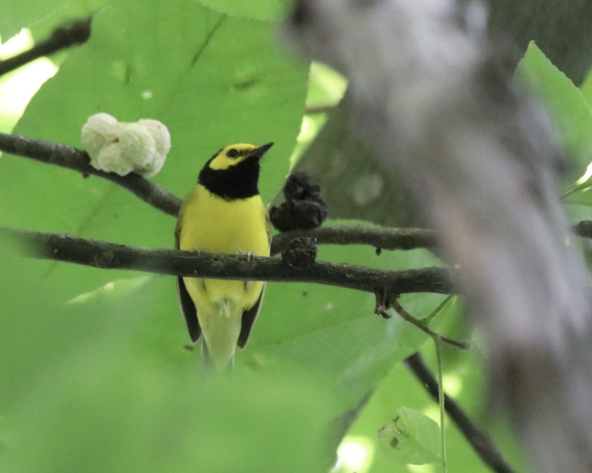 Hooded Warbler - ML247721801