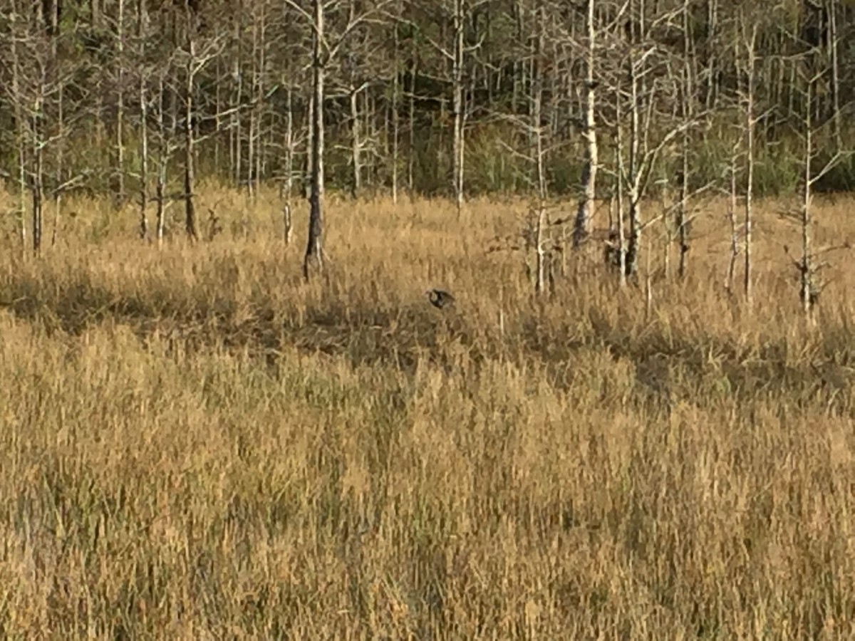 Tricolored Heron - ML247721861