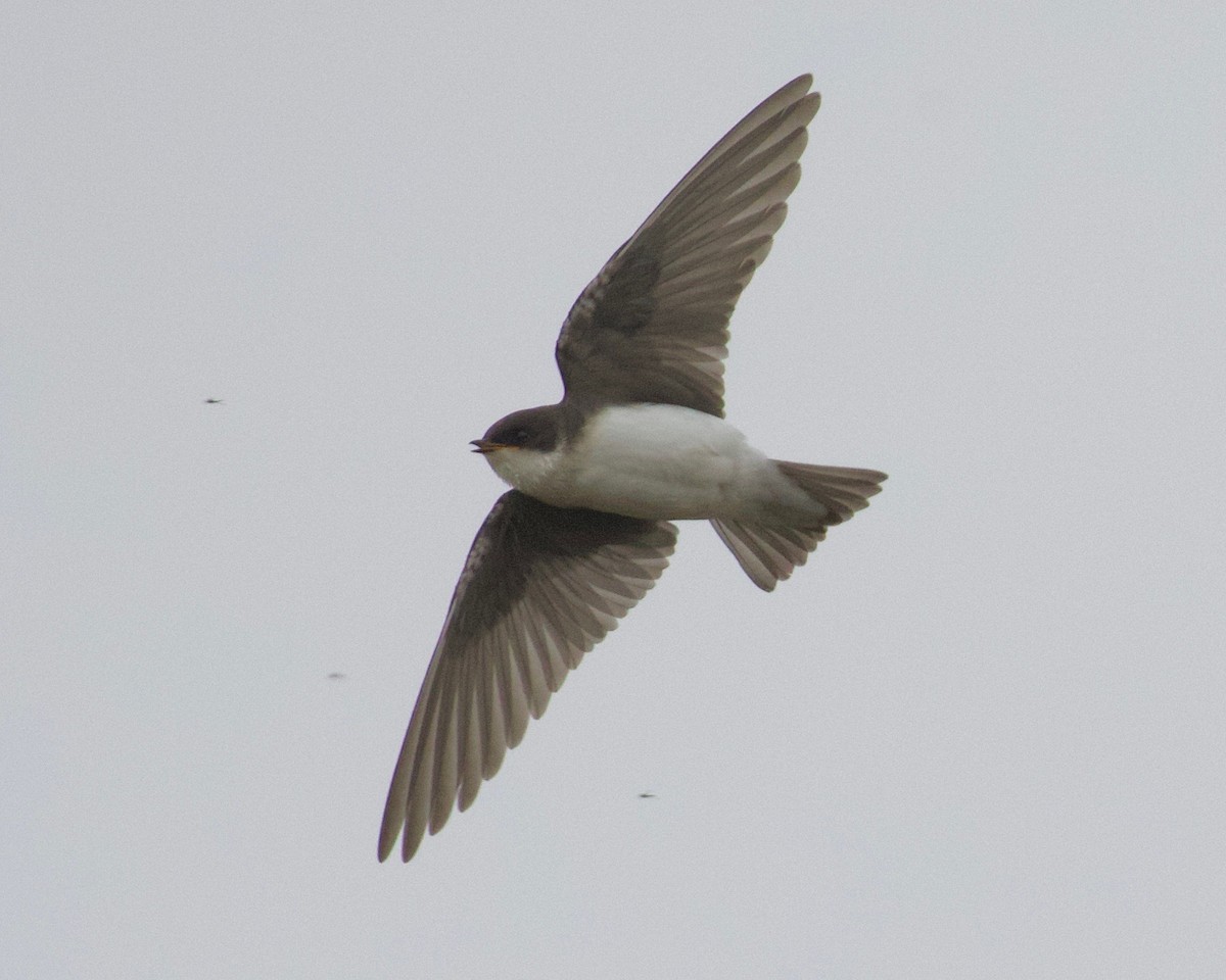 Tree Swallow - Terence Degan