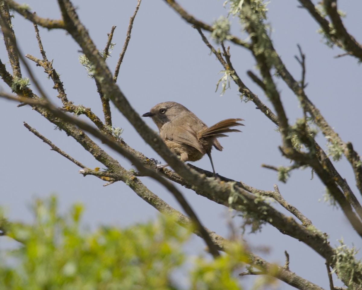 Wrentit - Terence Degan