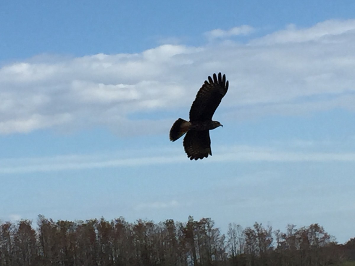 Snail Kite - ML247722071