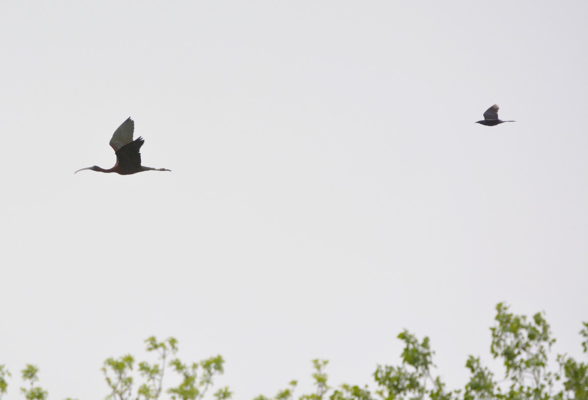 Glossy Ibis - ML247722631