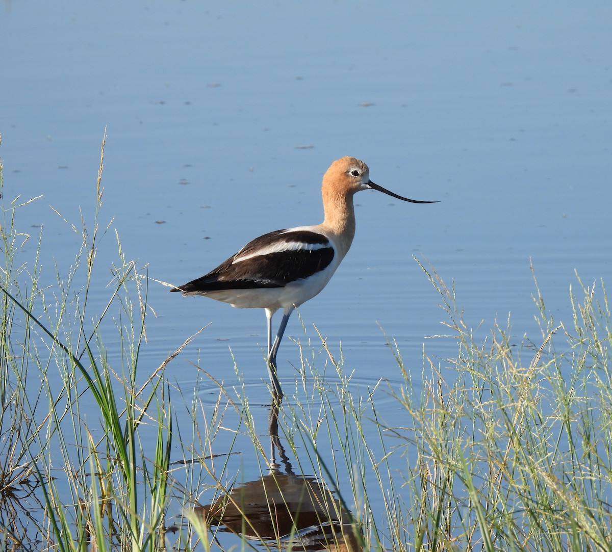 Avocette d'Amérique - ML247722761