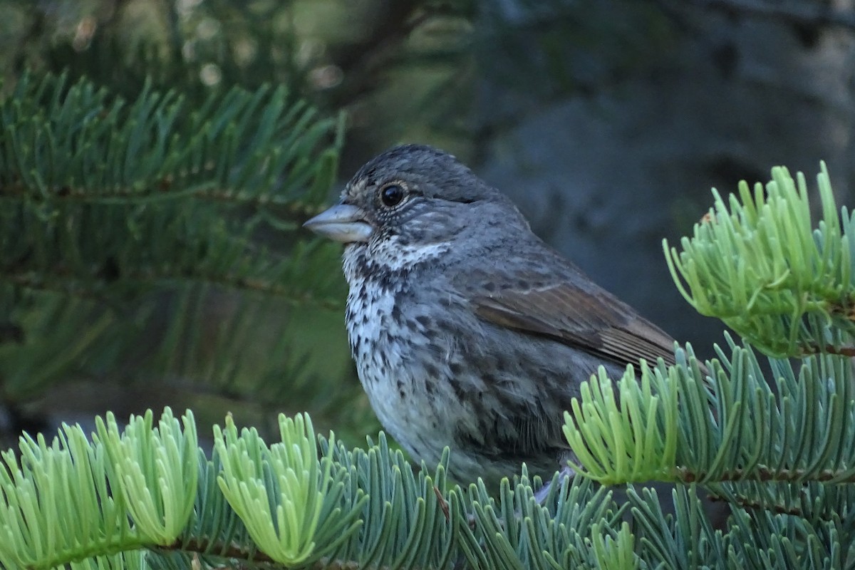 Fox Sparrow (Thick-billed) - ML247722951