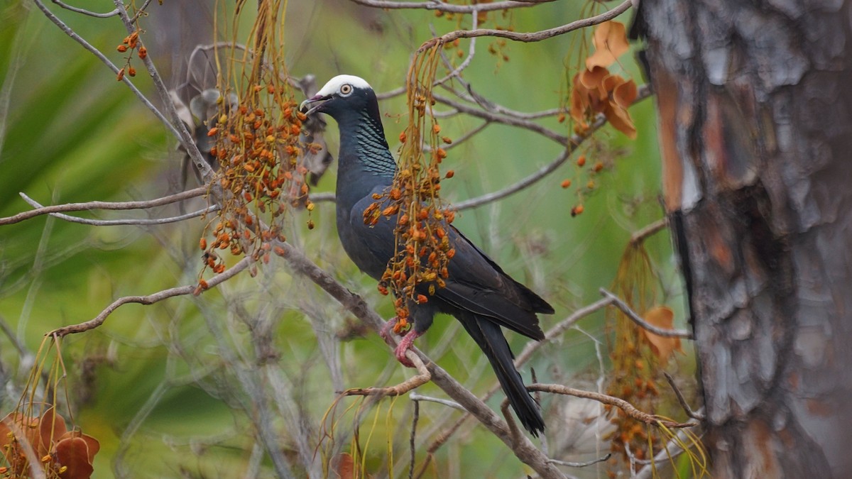 White-crowned Pigeon - ML247722981