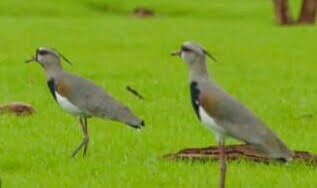 Southern Lapwing - ML247723301