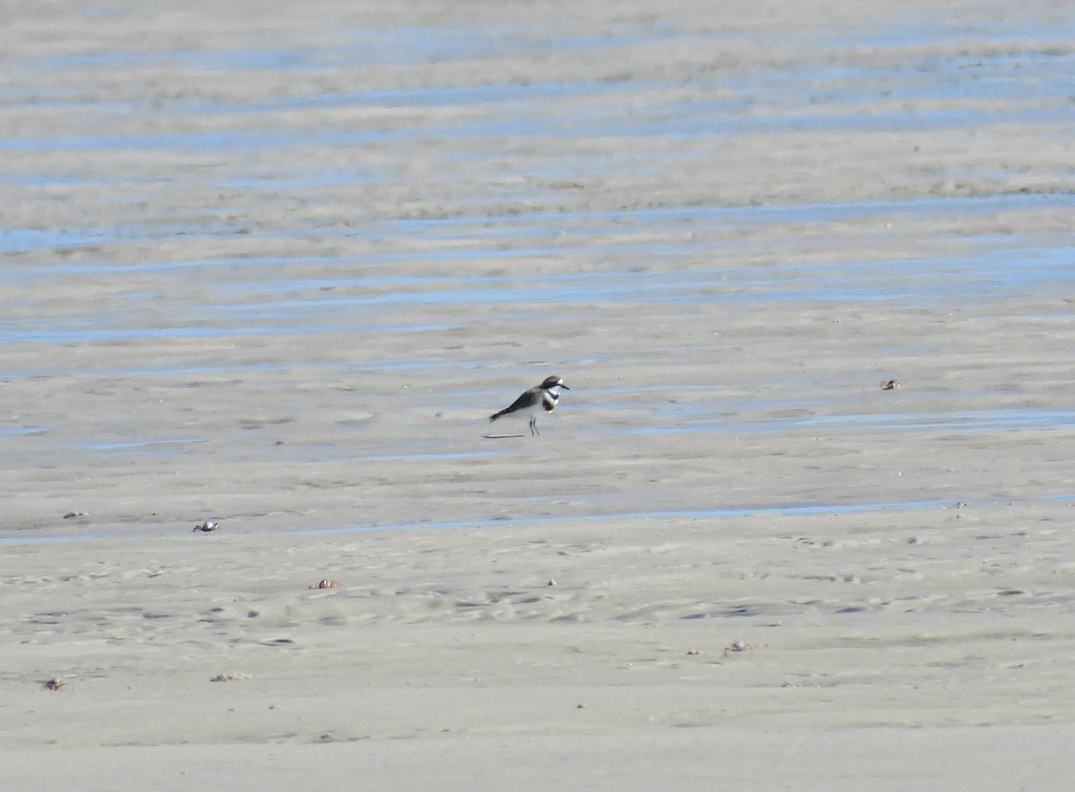 Double-banded Plover - Chris Burwell