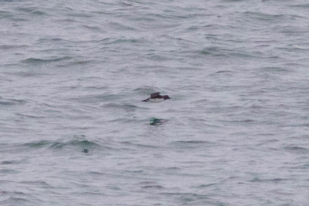 Parakeet Auklet - Cory Gregory