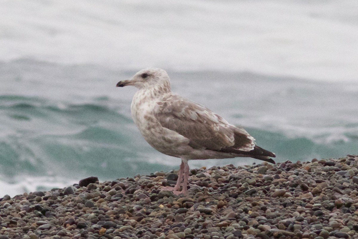 Slaty-backed Gull - Cory Gregory