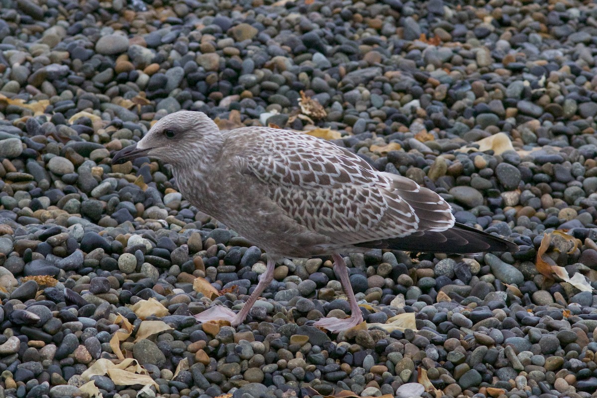 Gaviota Argéntea - ML247725431