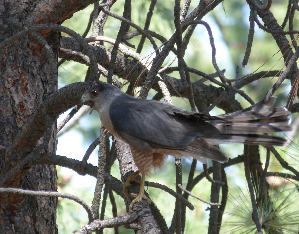 Cooper's Hawk - ML247726161