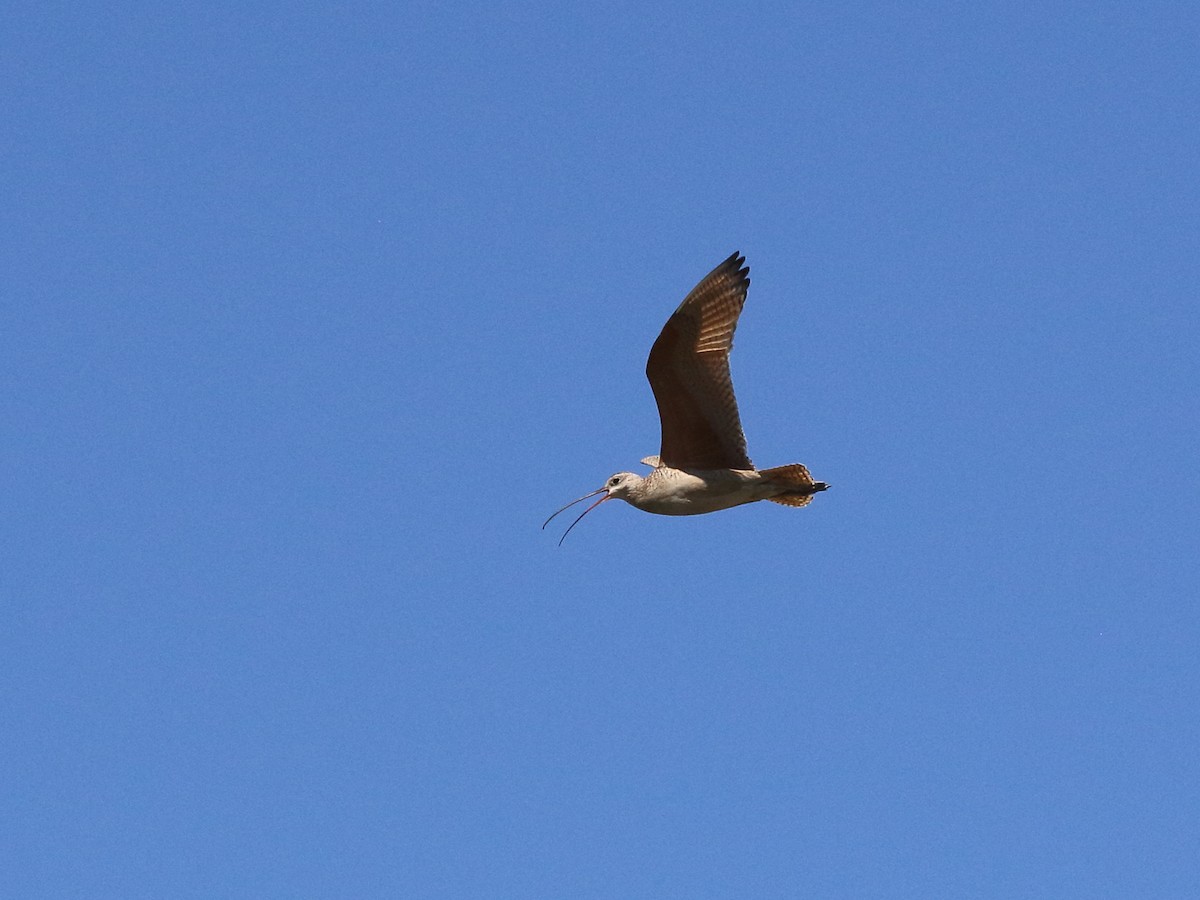 Long-billed Curlew - ML247728931