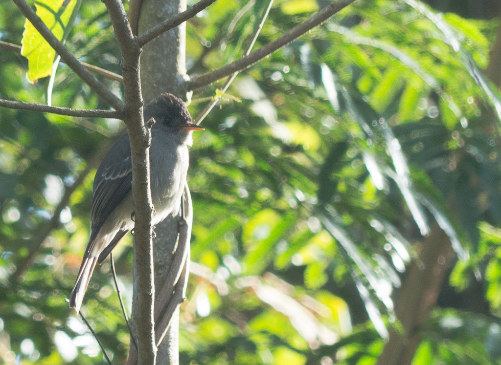 Southern Tropical Pewee - ML247729331