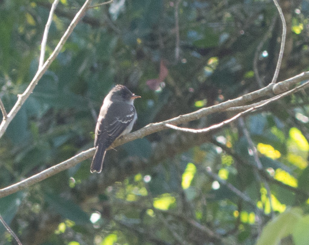 Southern Tropical Pewee - ML247729341