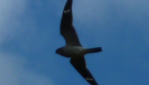 Common Nighthawk - ML247729761