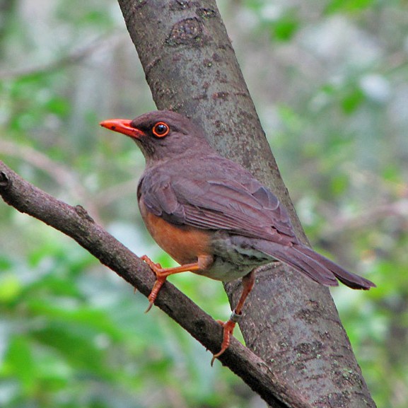 Abyssinian Thrush - ML24772991