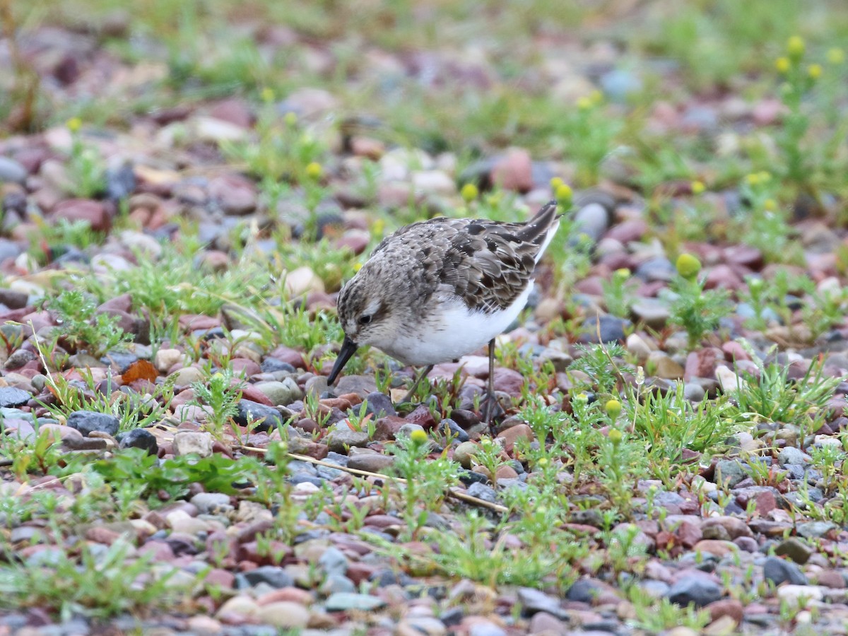 Semipalmated Sandpiper - ML247730251