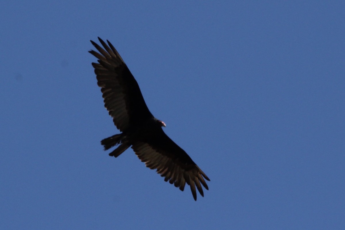 Turkey Vulture - Justin Flint