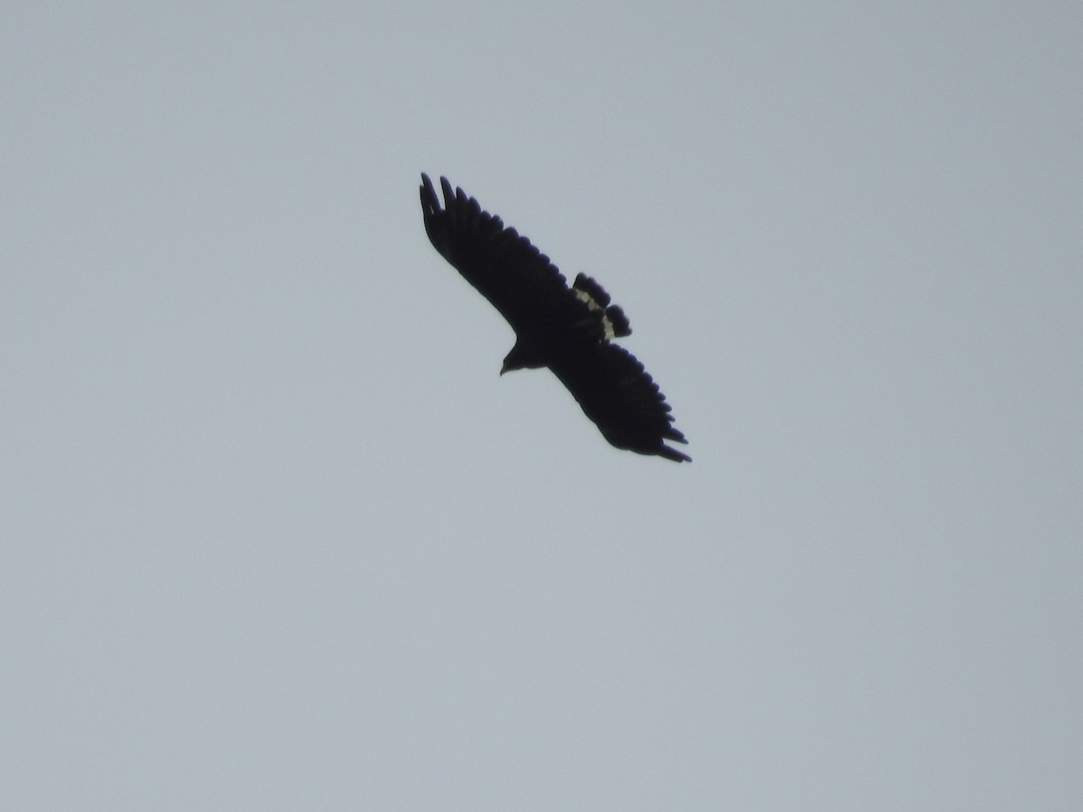 Common Black Hawk - ML247732001