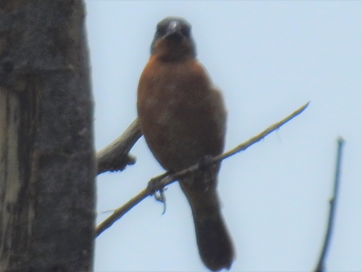 Ruddy-breasted Seedeater - ML247732541