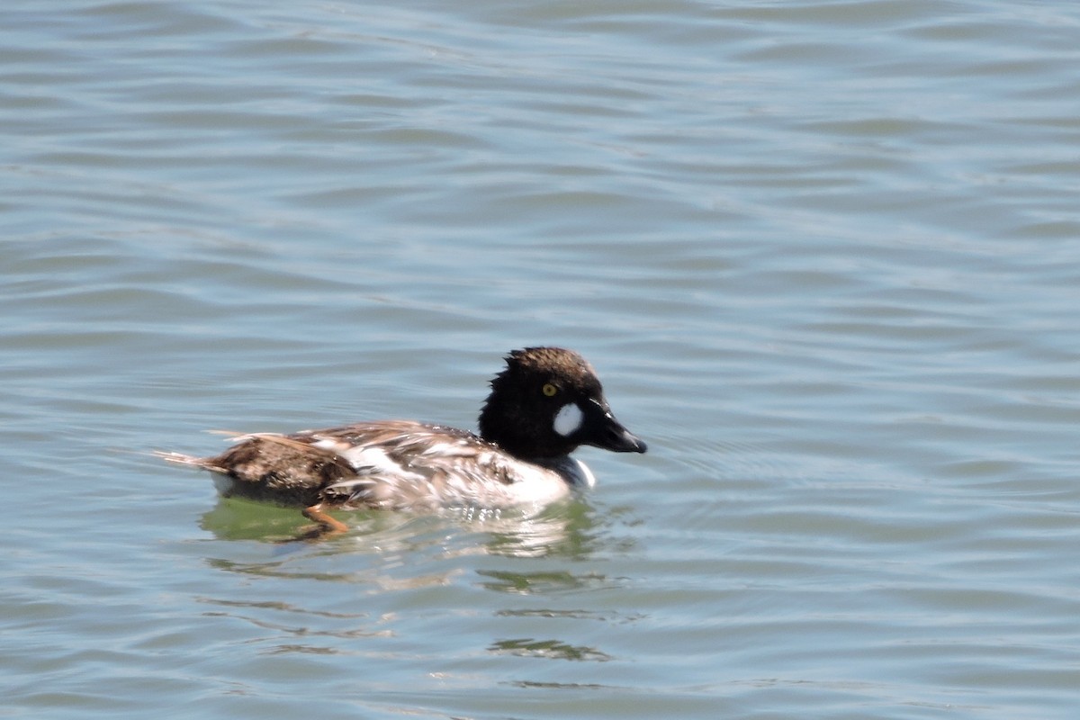 Quattrocchi - ML247736481