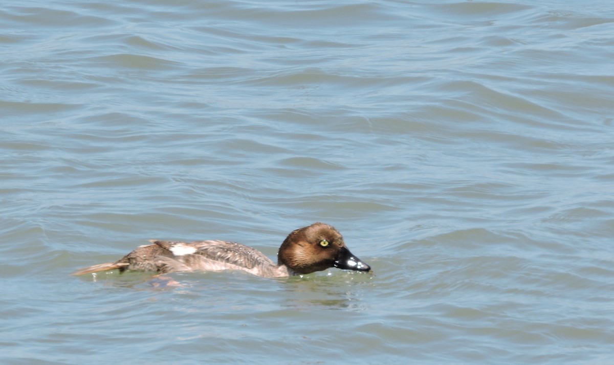 Quattrocchi - ML247736591