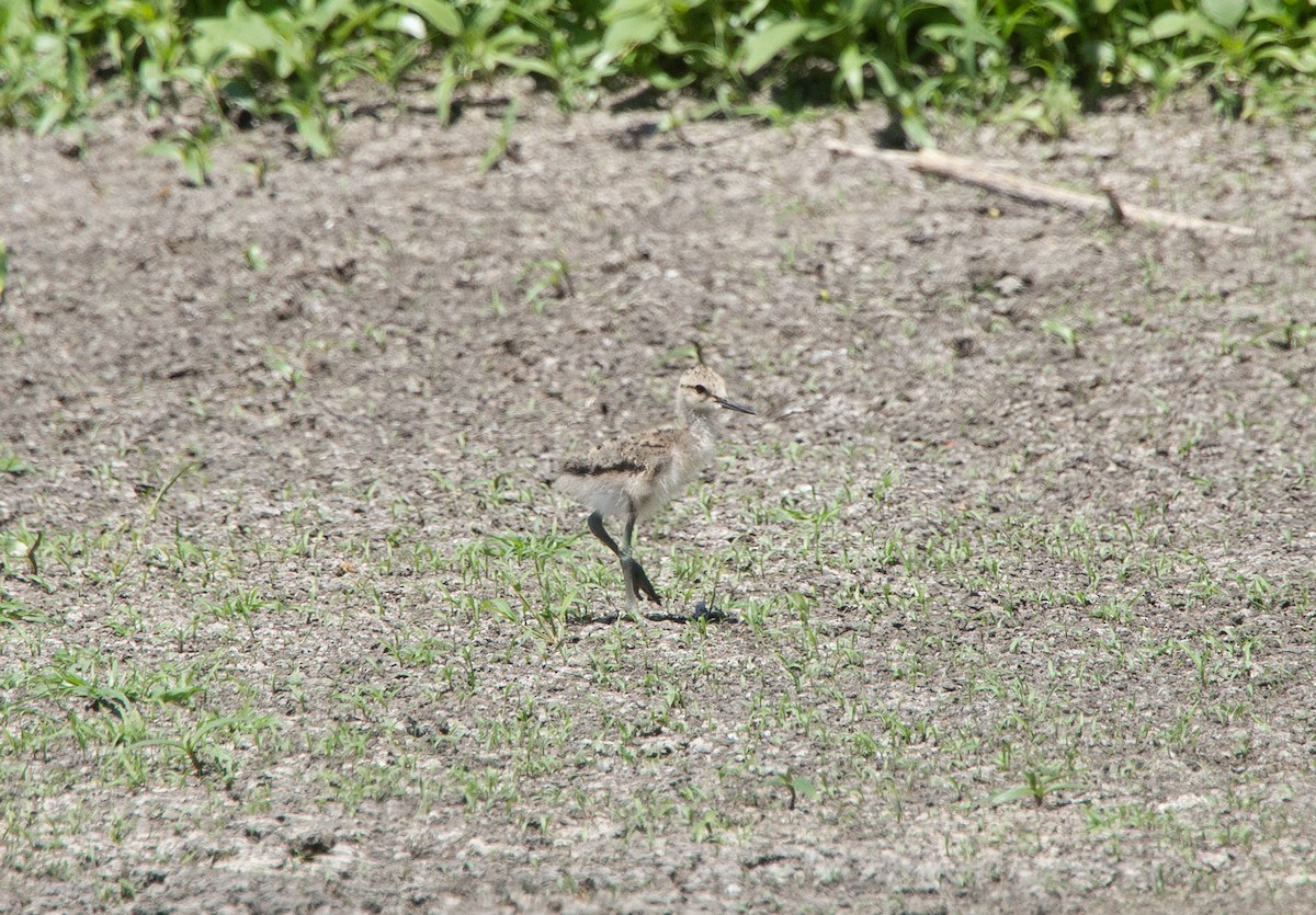 Avocette d'Amérique - ML247740771