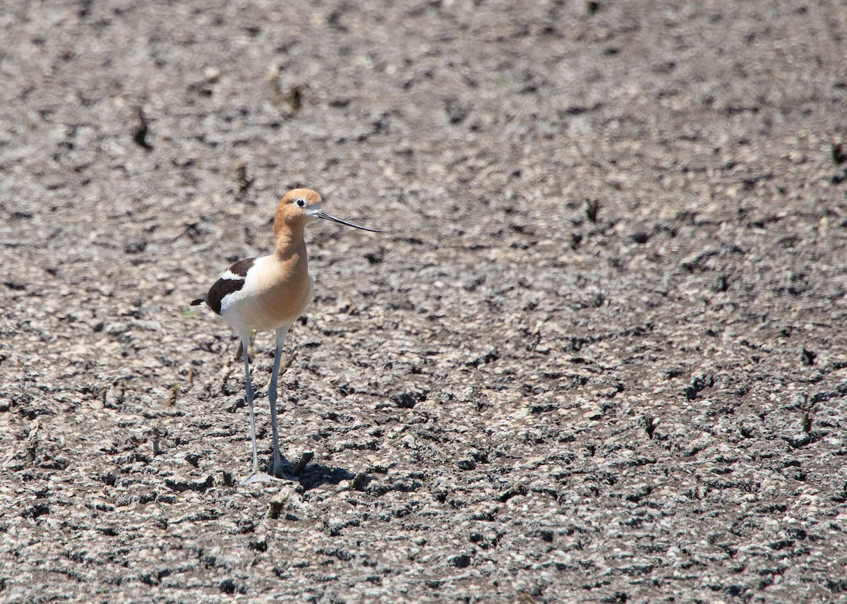 American Avocet - ML247741031