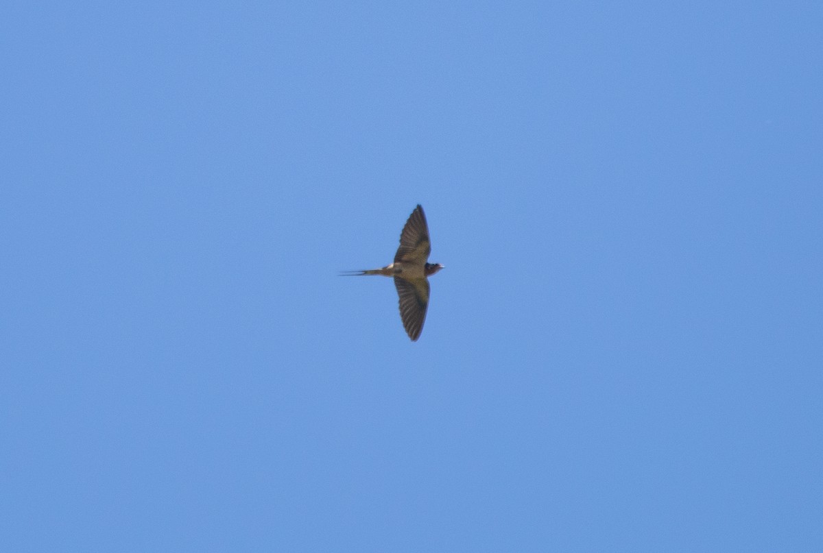 Barn Swallow - ML247741111