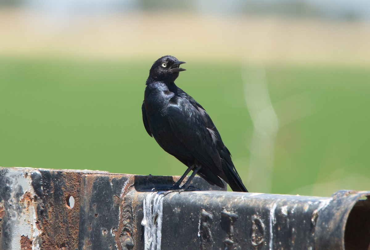 Brewer's Blackbird - ML247741571