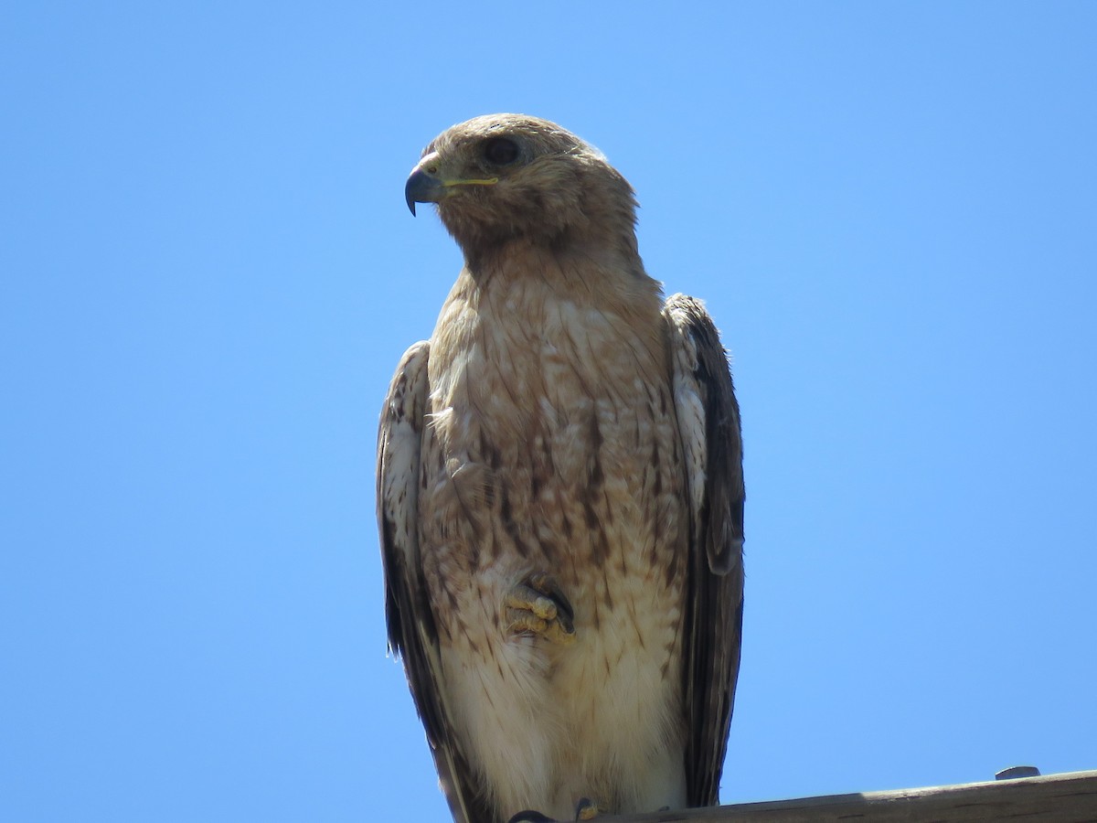 Red-tailed Hawk - ML247742131