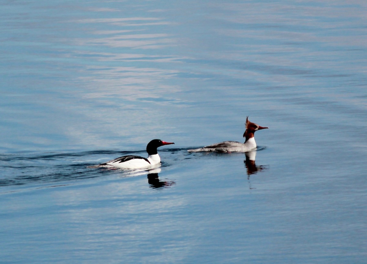 Common Merganser - ML247742711