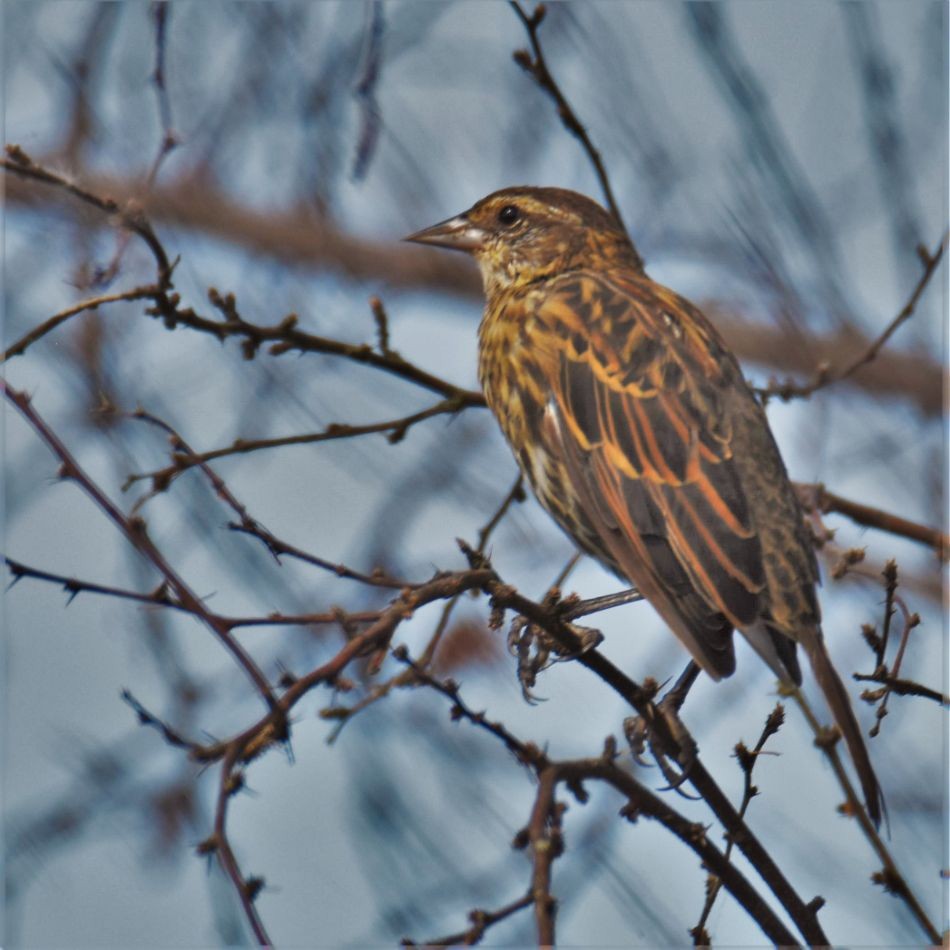 Red-winged Blackbird - ML247743621