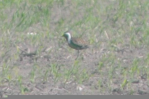 American Golden-Plover - ML247743921