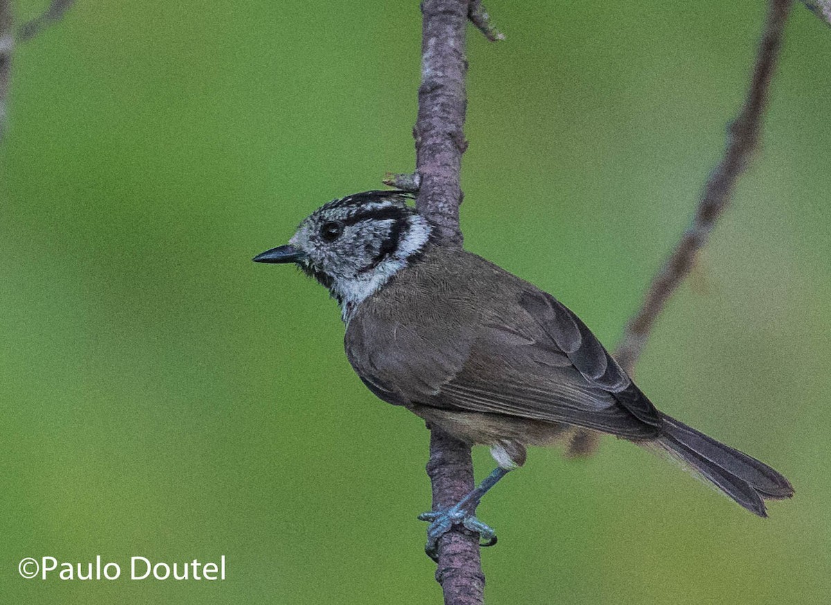 Crested Tit - ML247744711
