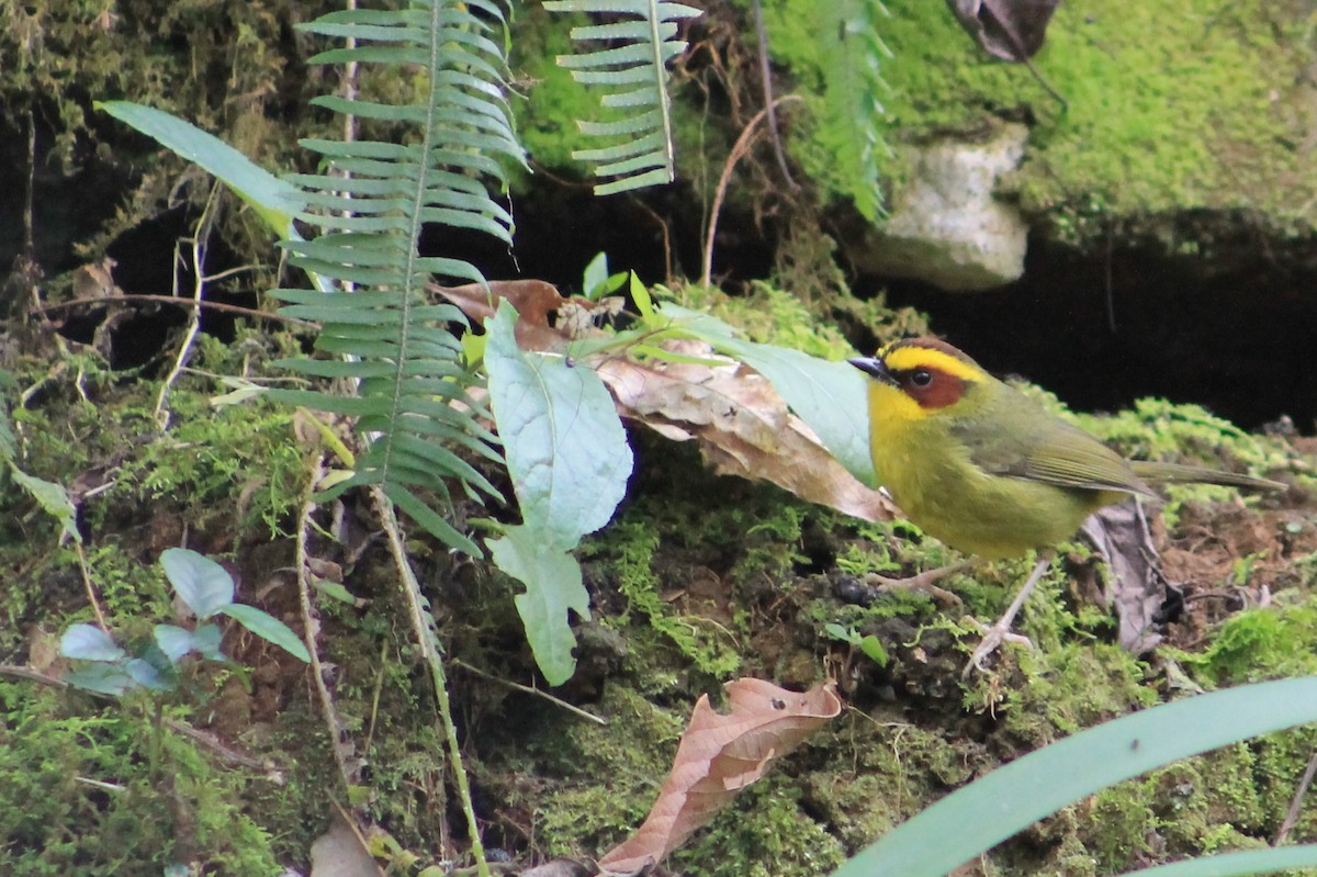 Golden-browed Warbler - Margarita López