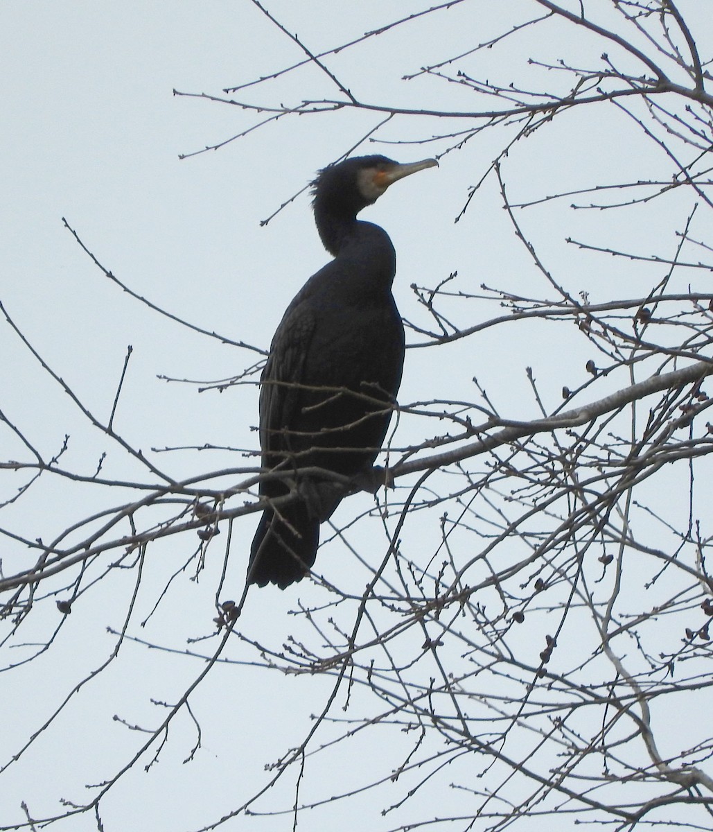 Great Cormorant - ML247745051