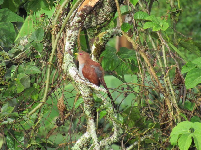 Squirrel Cuckoo - ML247745441