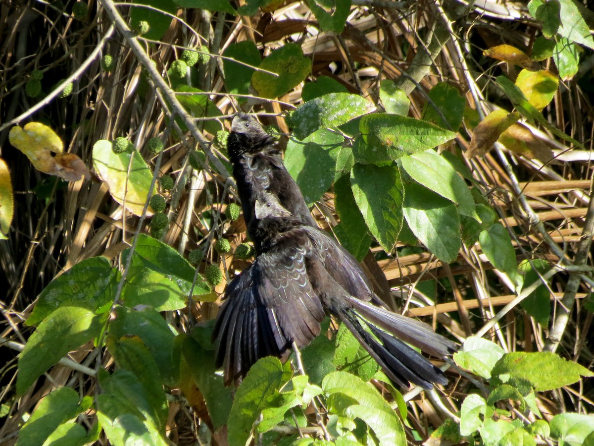 Smooth-billed Ani - ML24774571