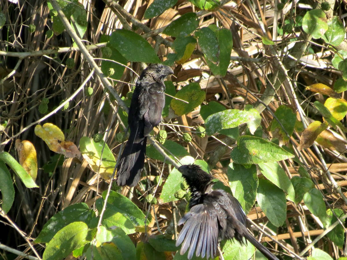 Smooth-billed Ani - ML24774581